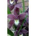 Орхидея Цимбидиум Фиолетовый